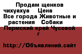 Продам щенков чихуахуа  › Цена ­ 10 000 - Все города Животные и растения » Собаки   . Пермский край,Чусовой г.